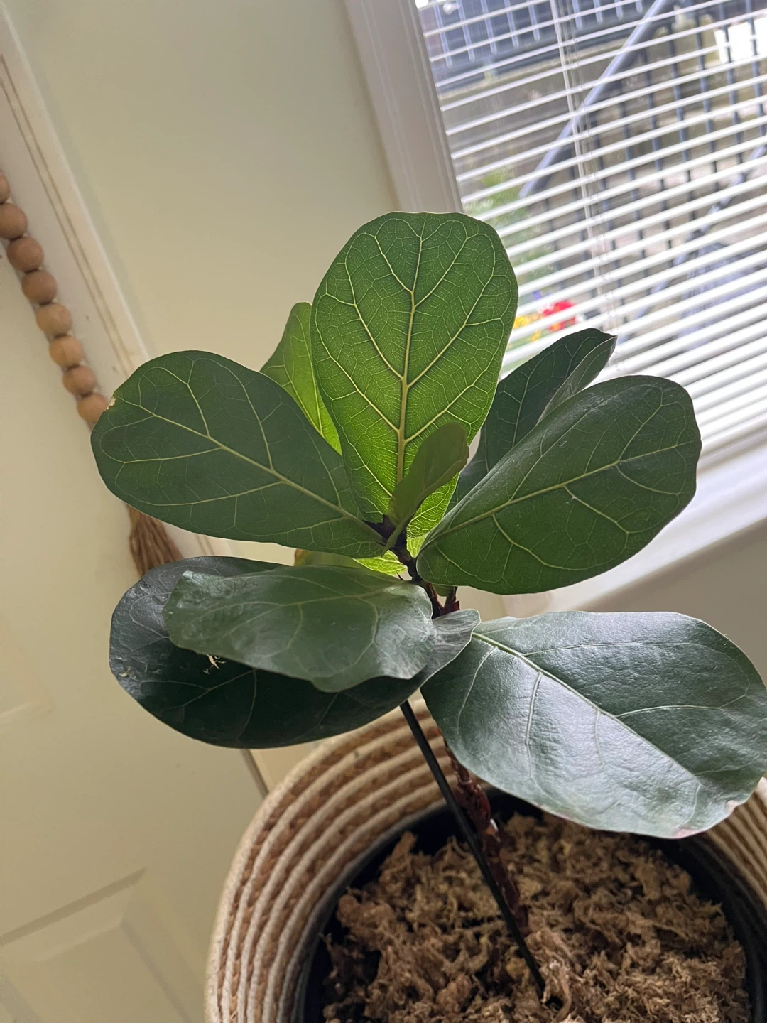 Fiddle Leaf Fig Plant - photo 3