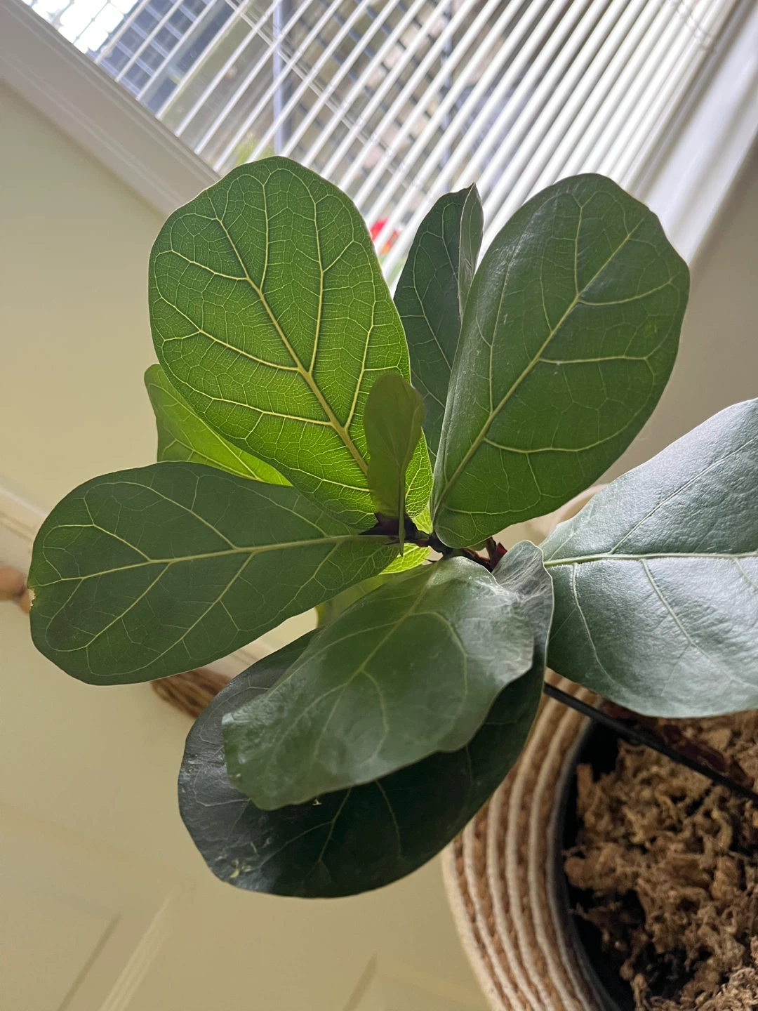 Fiddle Leaf Fig Plant
