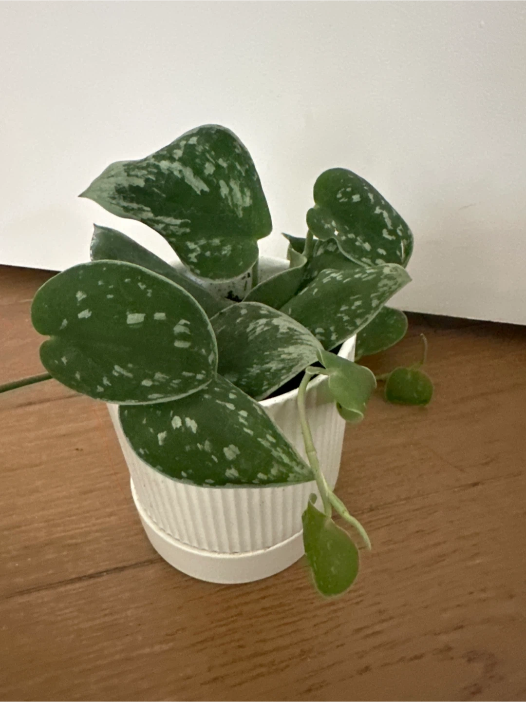 Potted Plant 🥕 - photo 2