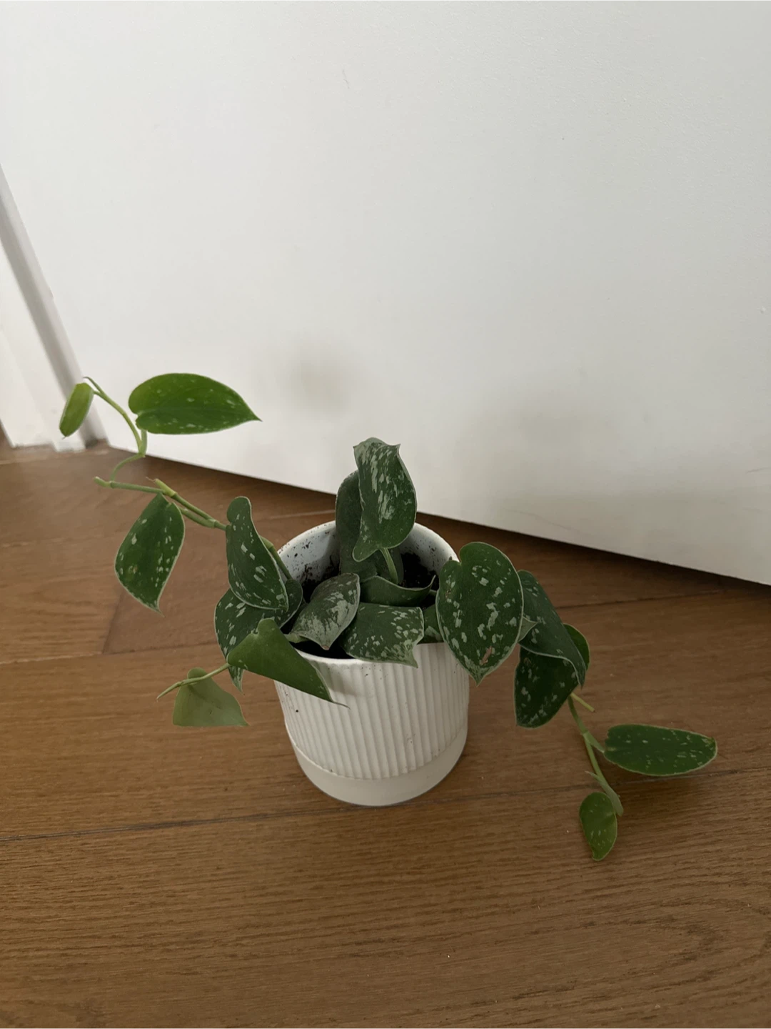 Potted Plant 🥕