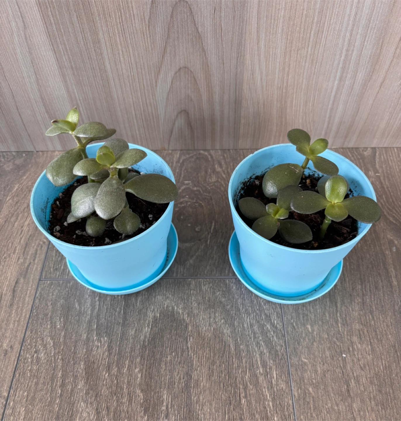 Potted Little Jade Plants 🥕 - photo 2