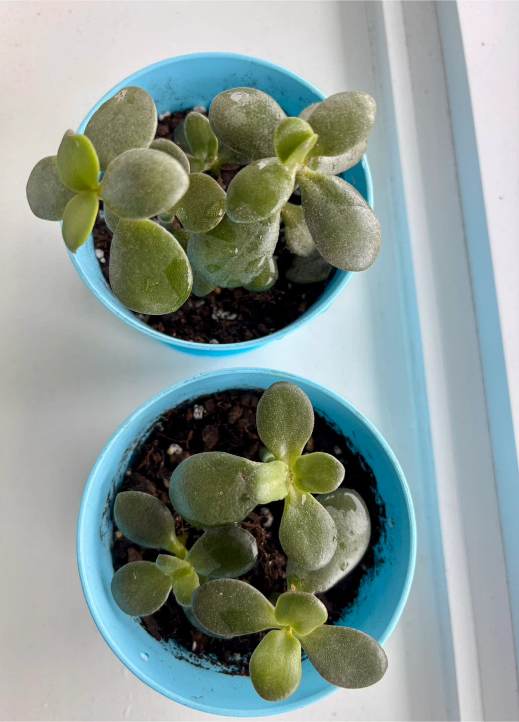Potted Little Jade Plants 🥕