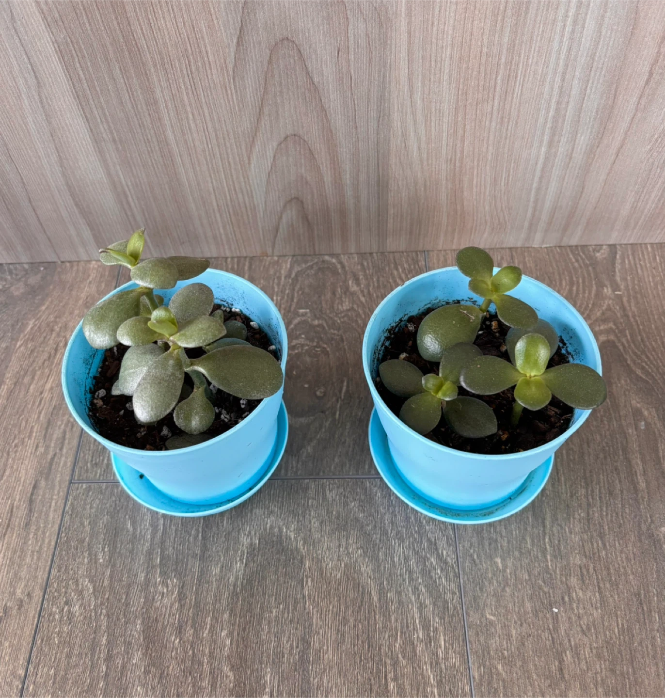 Potted Little Jade Plants 🥕 - photo 3