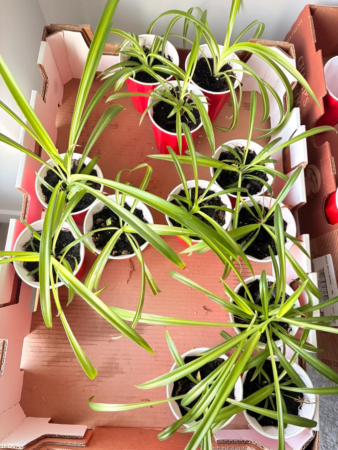 Spider Plants (Chlorophytum comosum) : $2 /plant or $5. /3plants