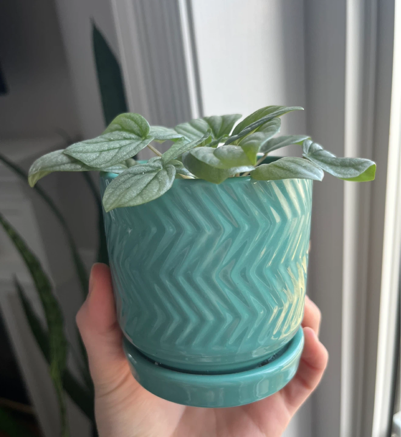 Peperomia plant in teal chevron pot
