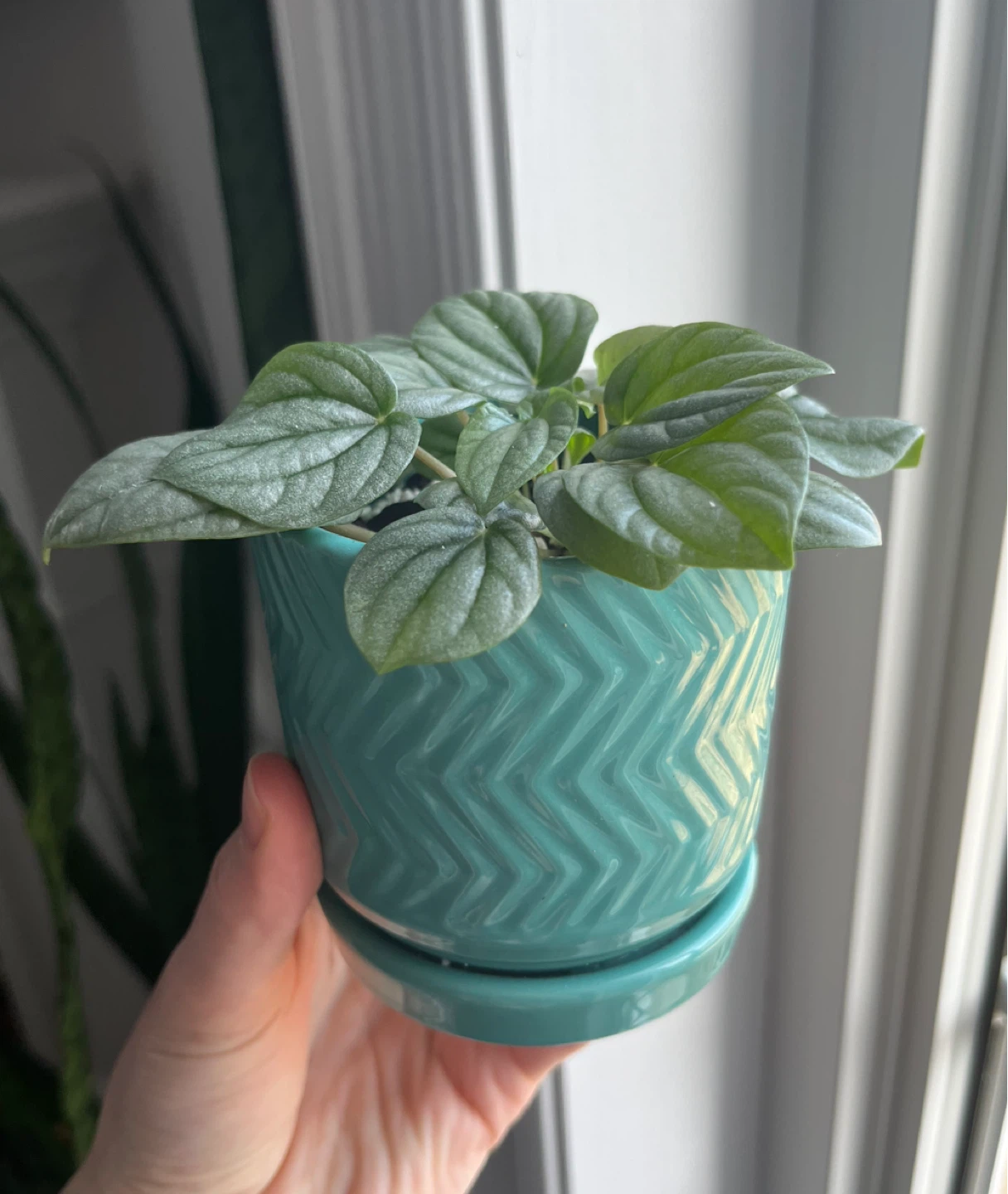 Peperomia plant in teal chevron pot - photo 2