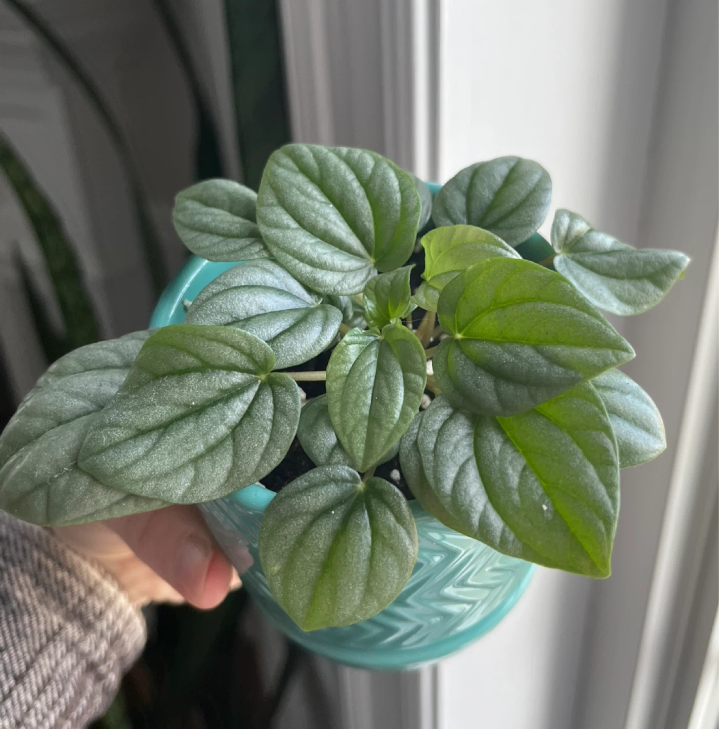 Peperomia plant in teal chevron pot - photo 3