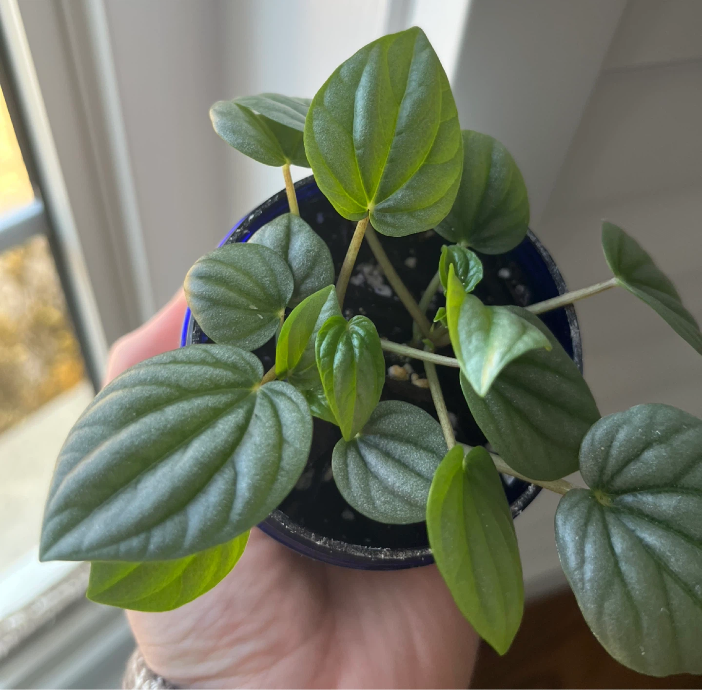 Peperomia Frost Plant - photo 2
