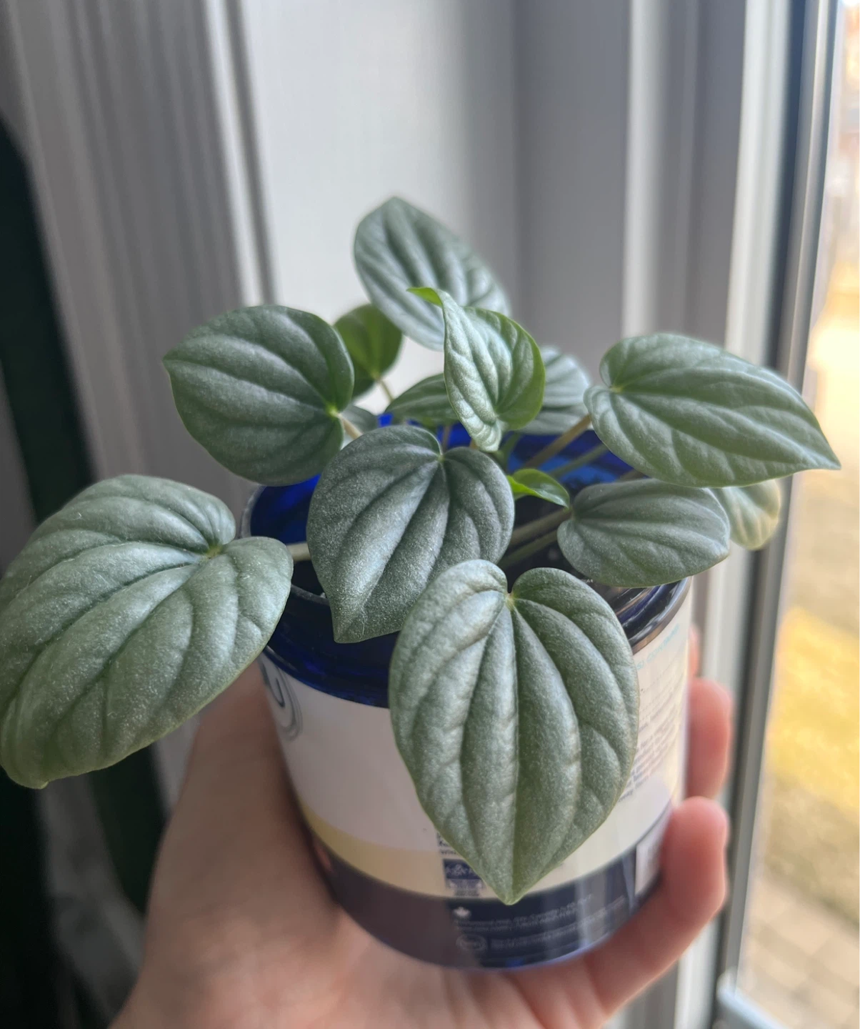 Peperomia Frost Plant