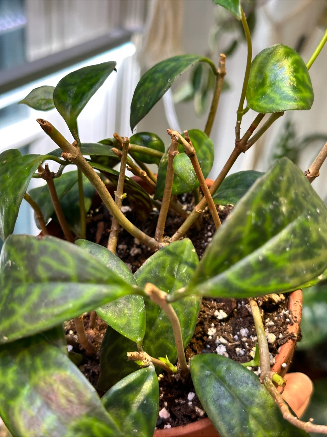 Black Pagoda Lipstick Plant - photo 3