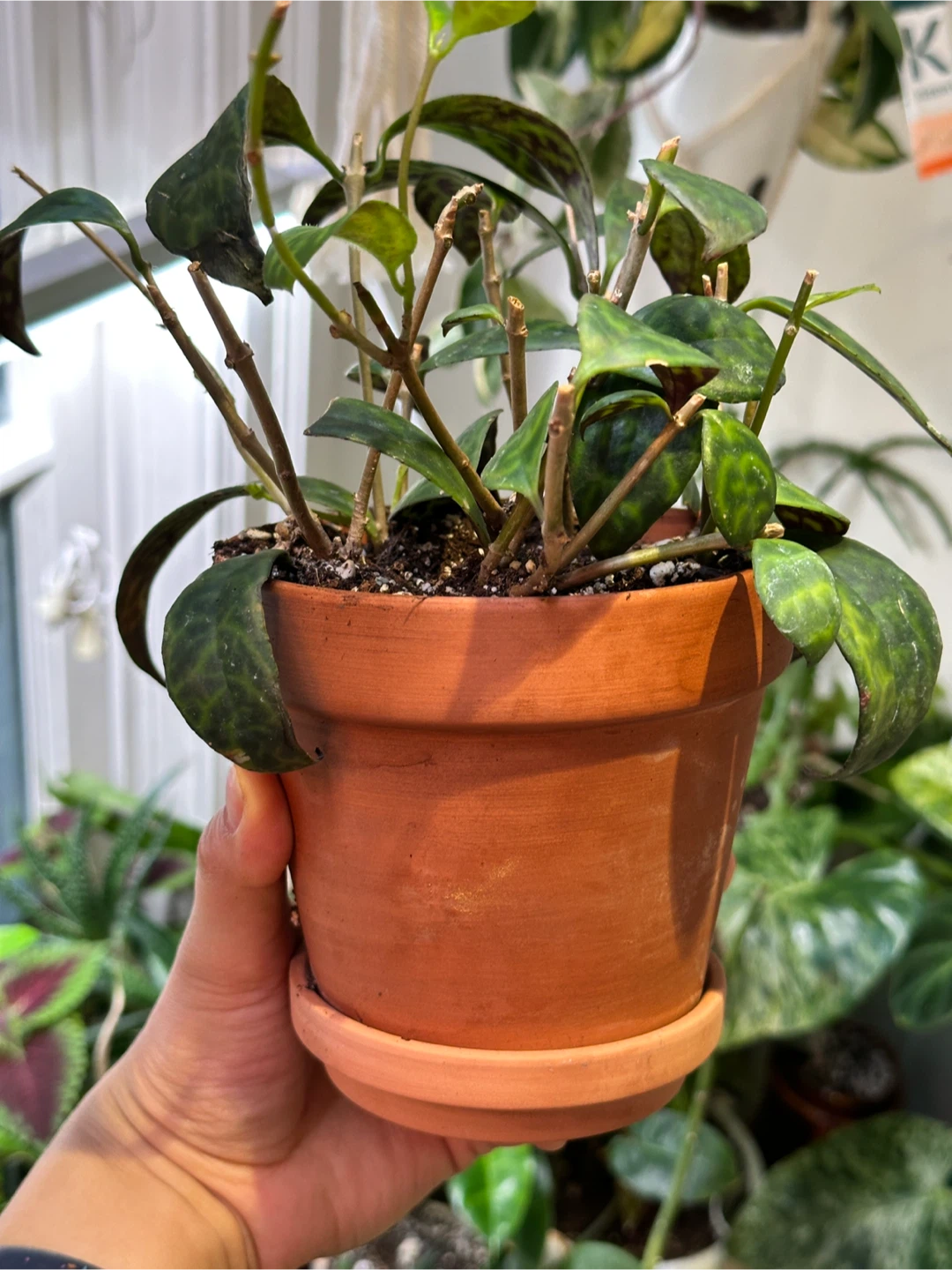 Black Pagoda Lipstick Plant - photo 2