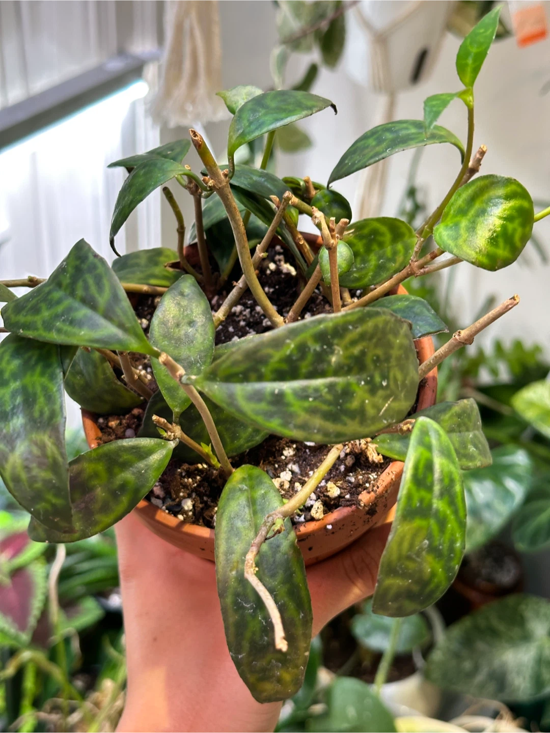 Black Pagoda Lipstick Plant
