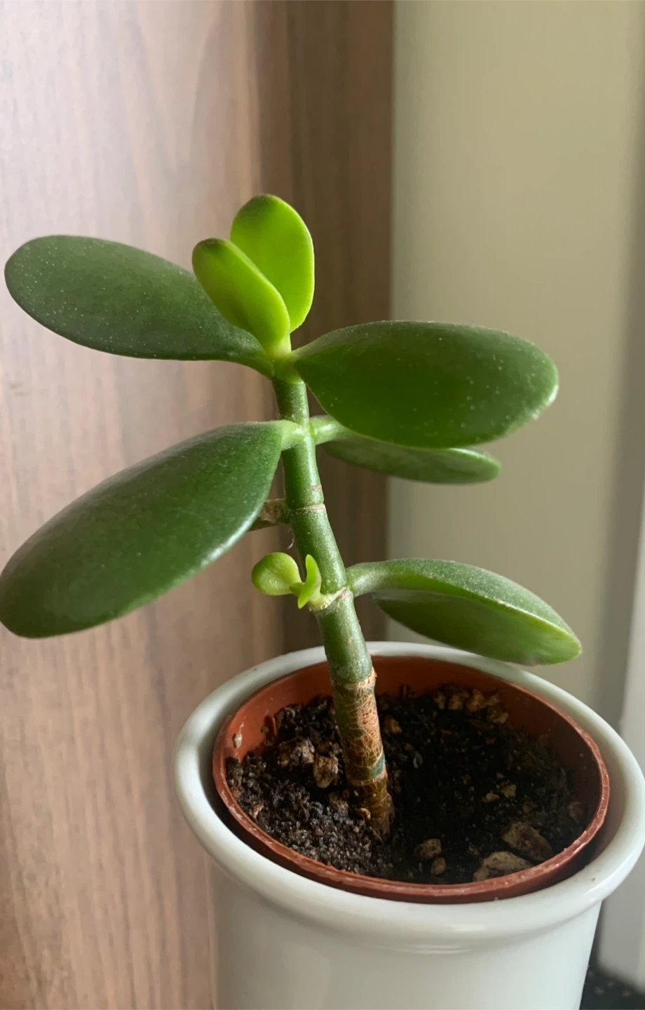 Small Jade Plant in 2” White Pot - photo 2