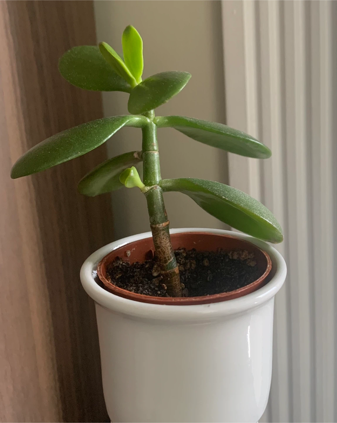 Small Jade Plant in 2” White Pot - photo 3