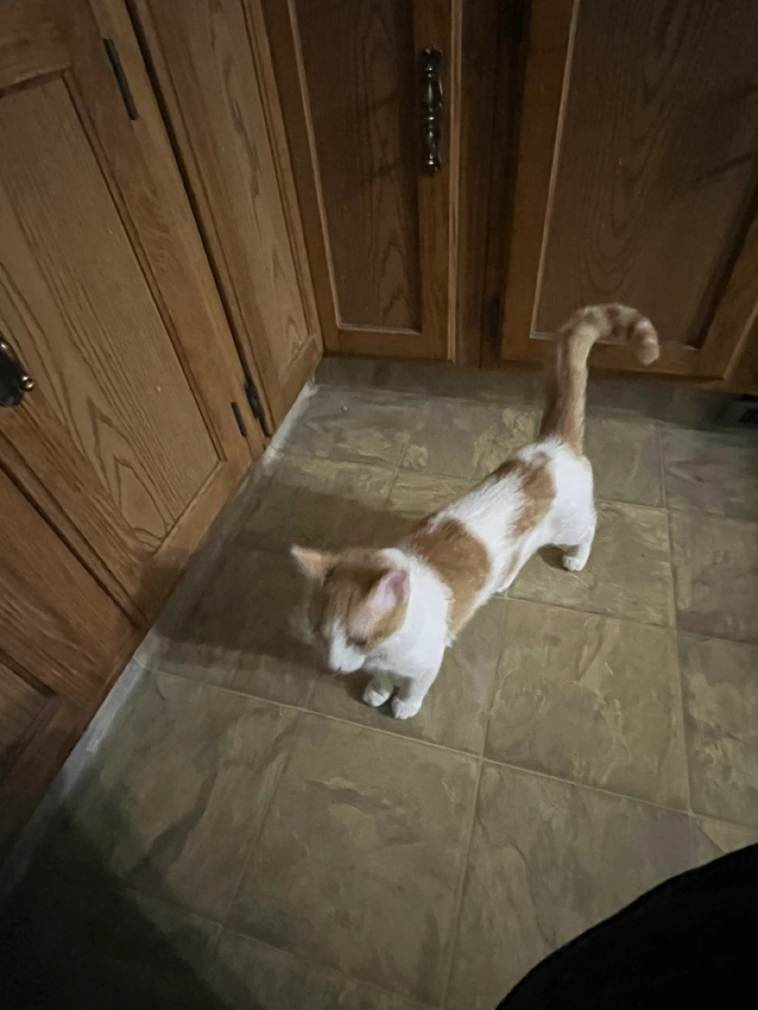 Healthy 8 month old kitten - photo 2