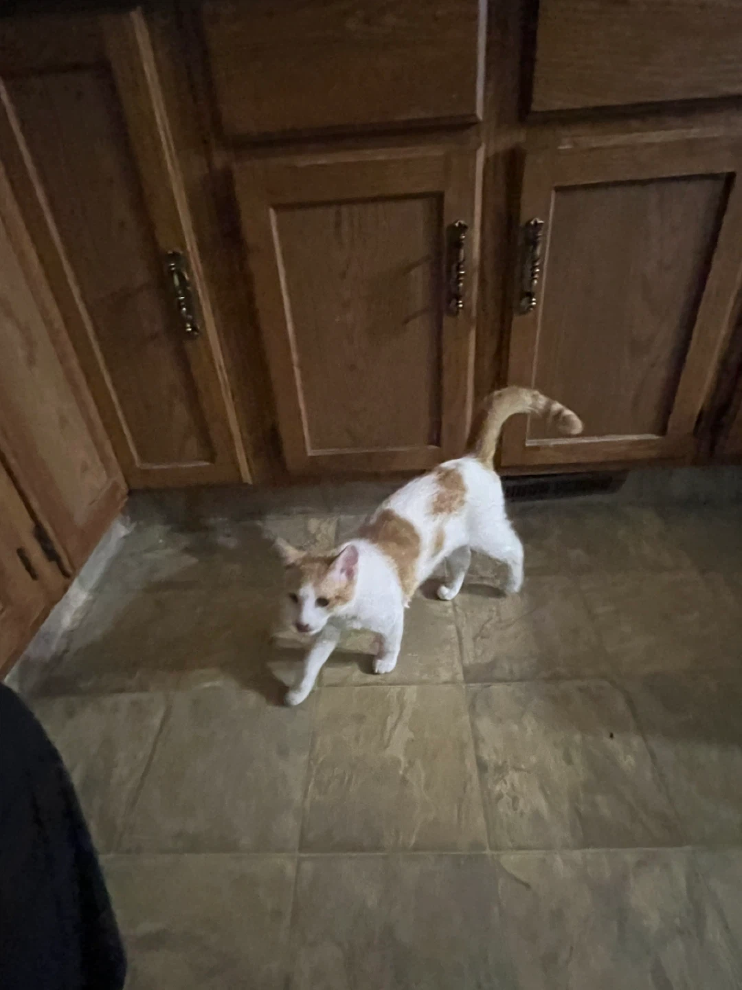 Healthy 8 month old kitten - photo 3
