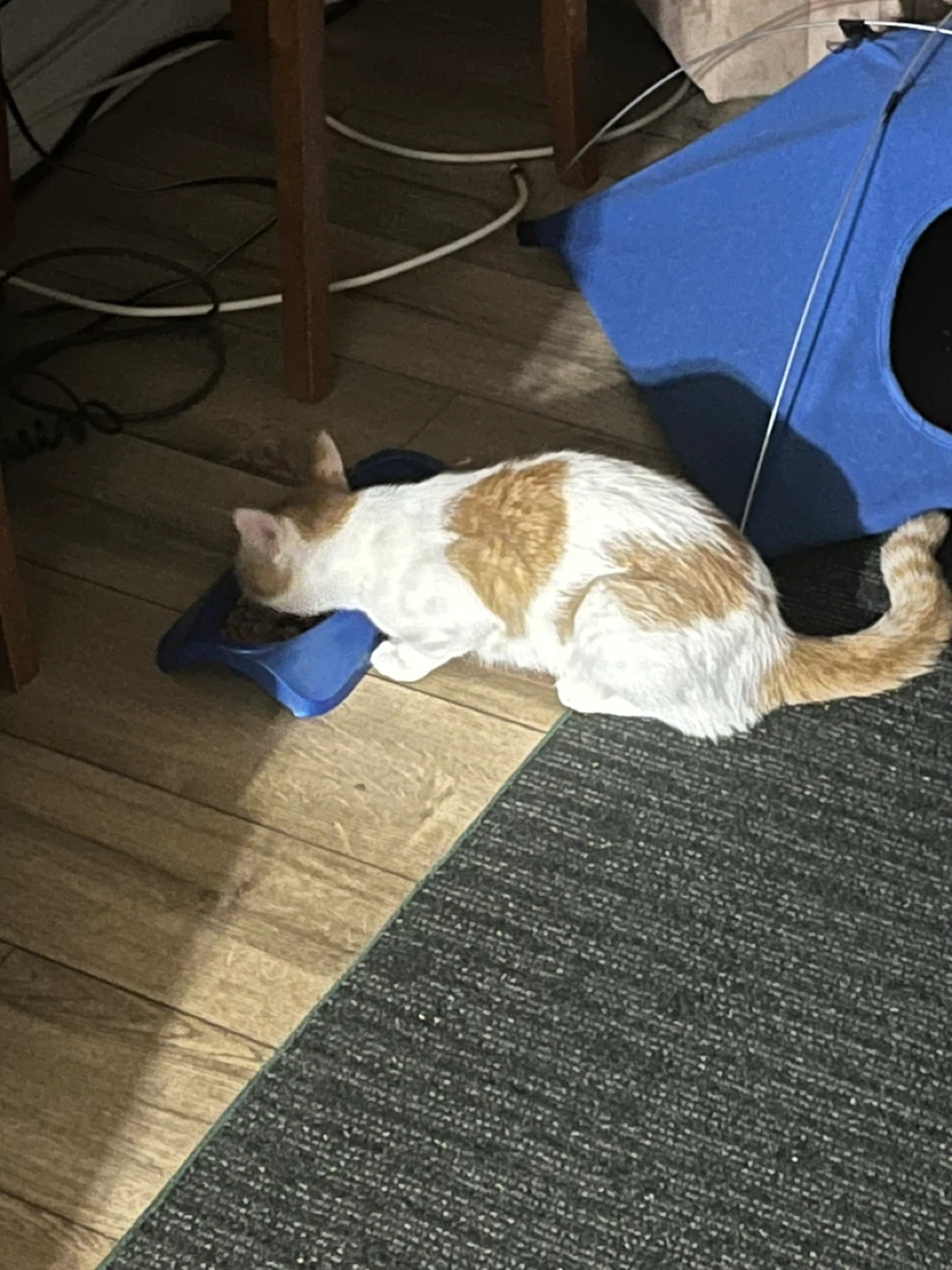 Healthy 8 month old kitten - photo 4