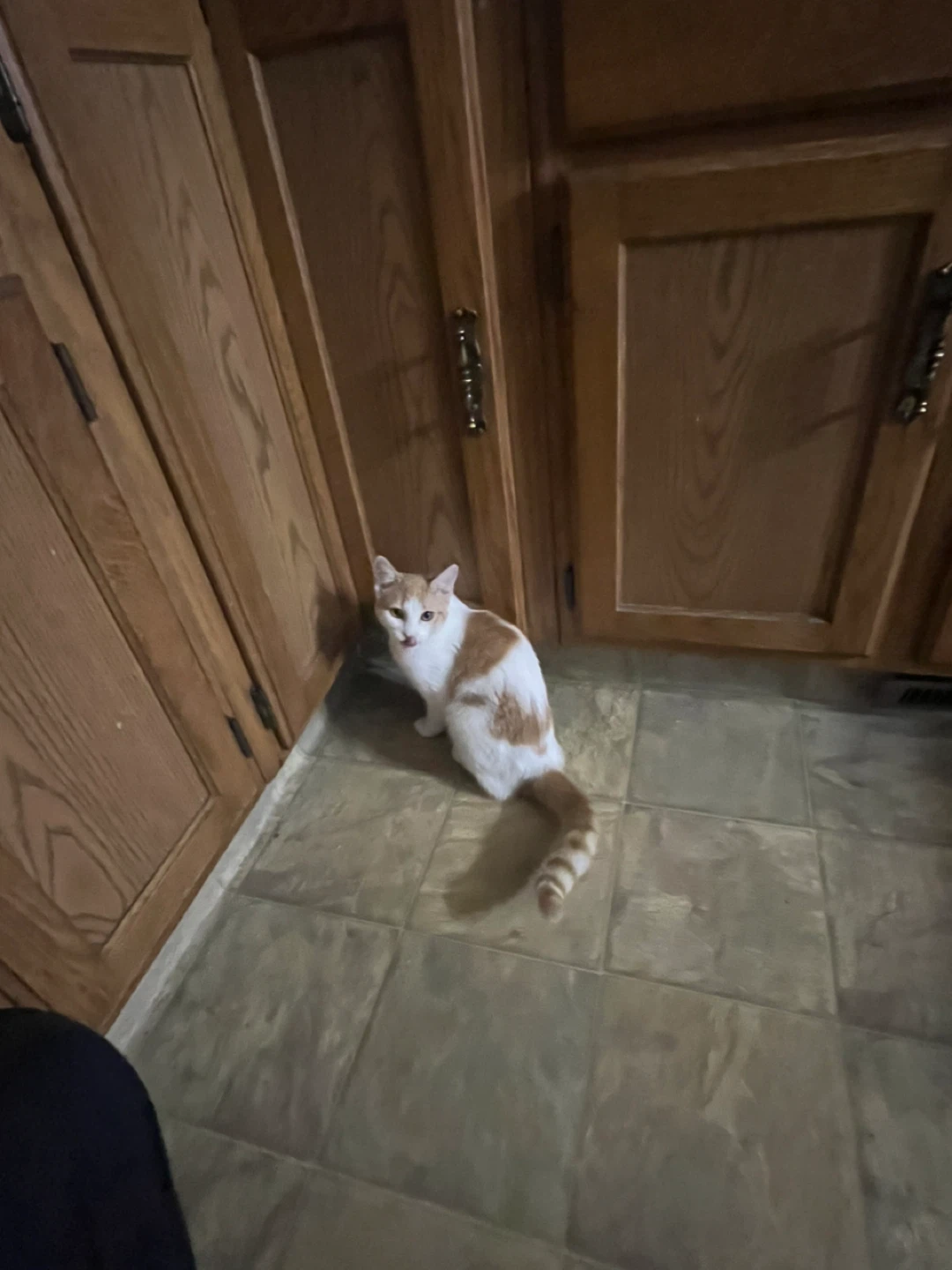 Healthy 8 month old kitten