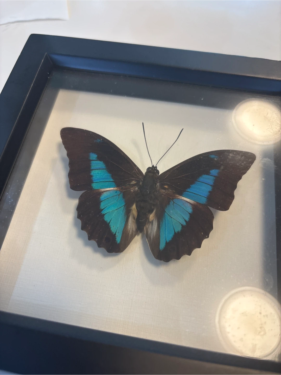 Framed Butterflies (2) - photo 2
