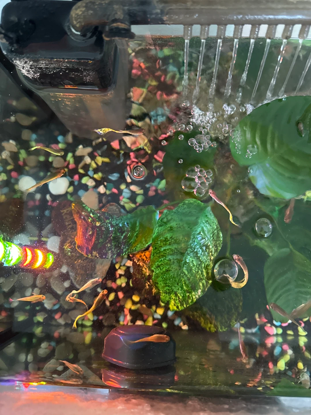 Free guppy fish - photo 2