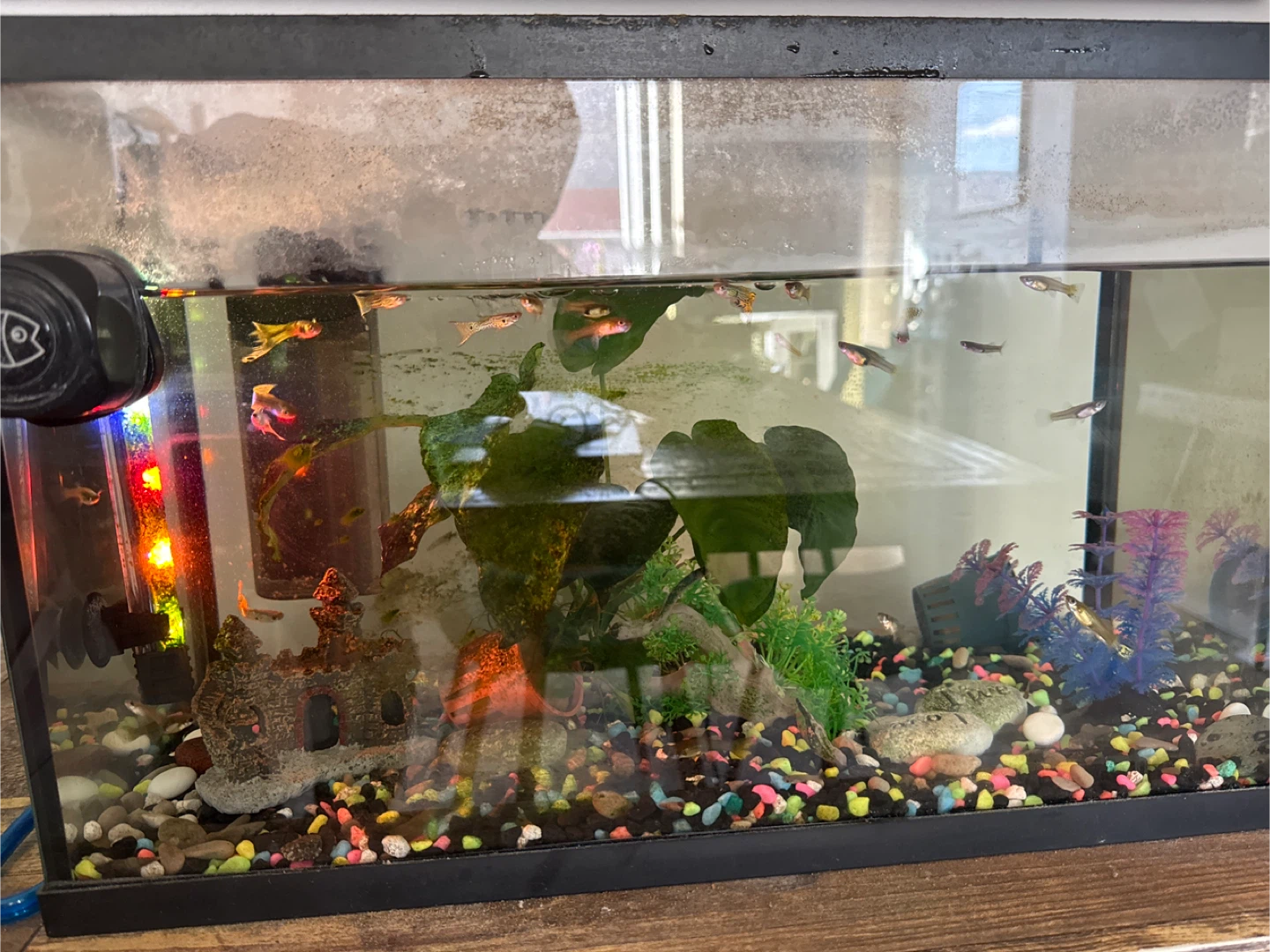 Free guppy fish - photo 3