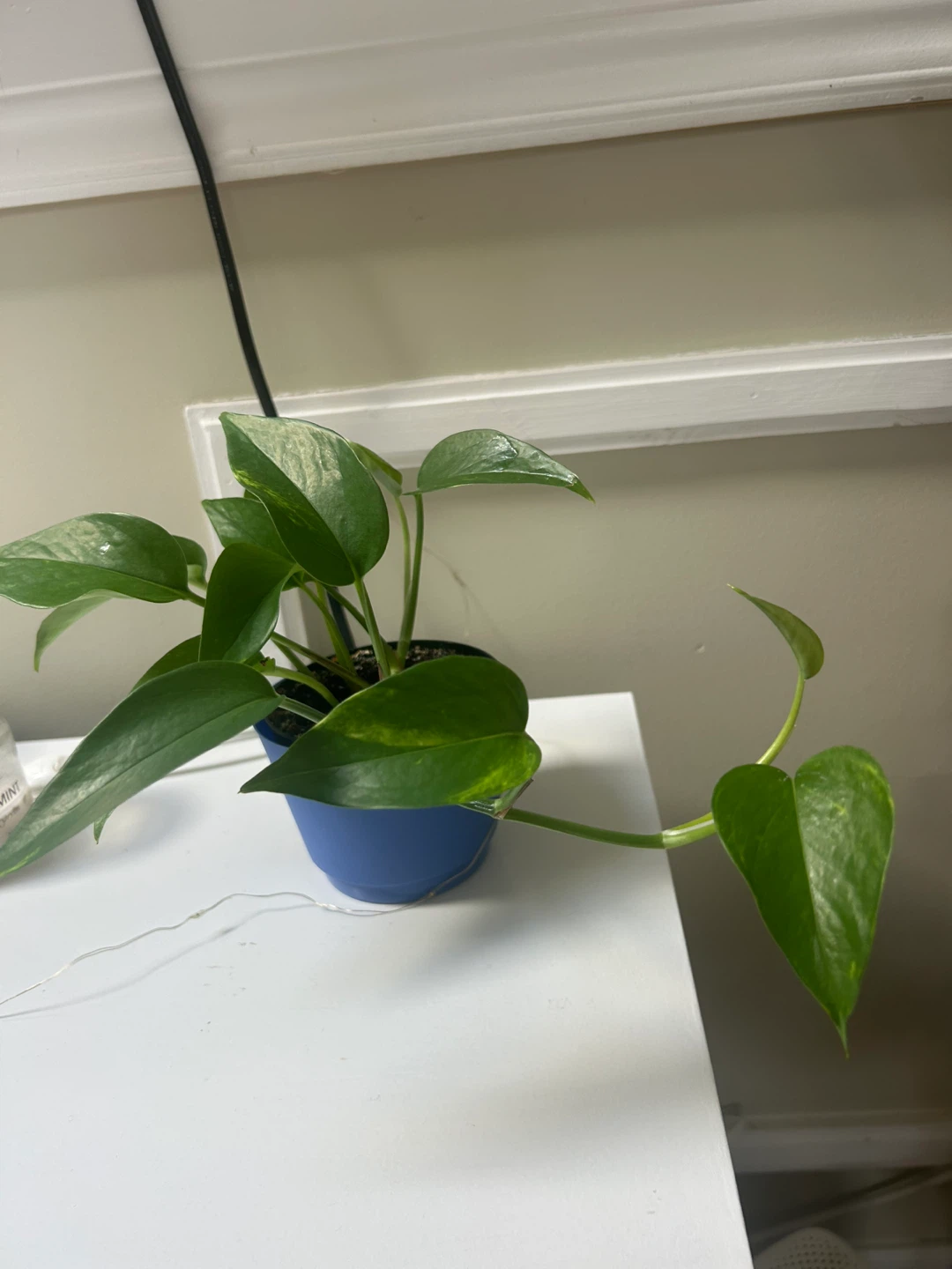 Pothos Plant