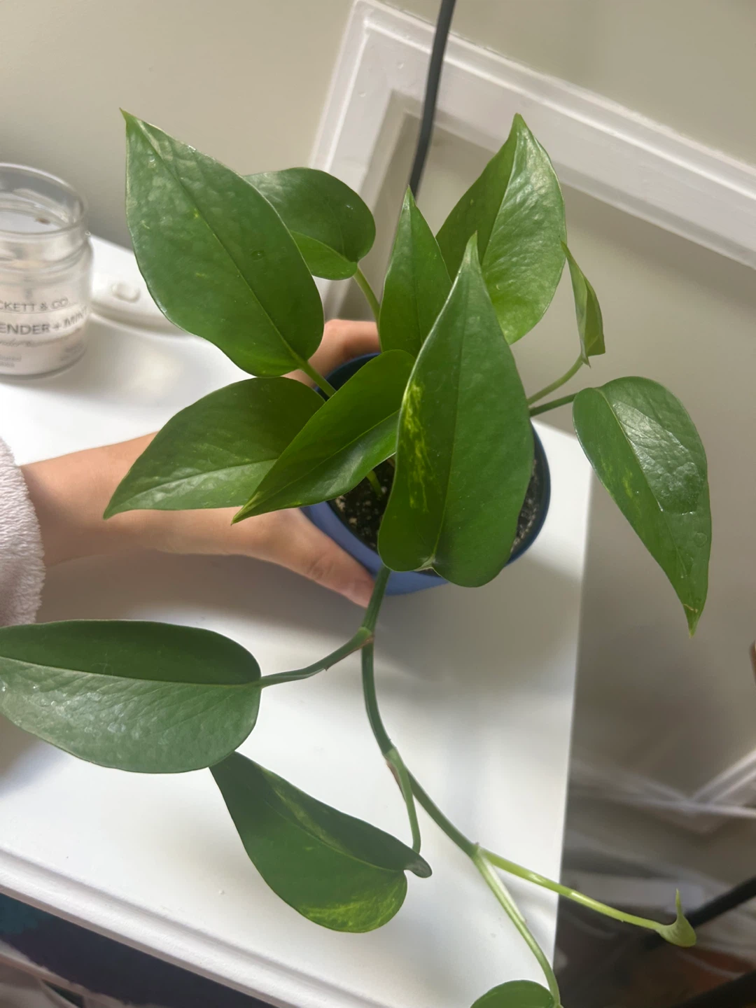 Pothos Plant - photo 2