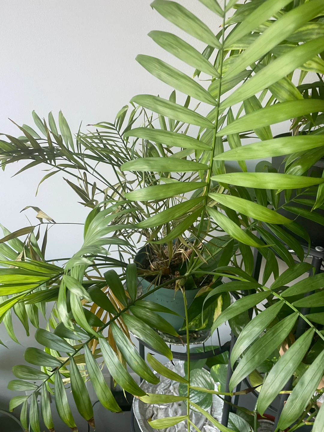 Parlor Palm Plant - photo 2