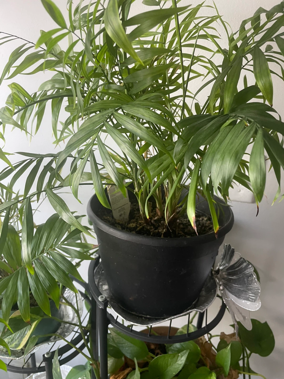 Parlor Palm Plant