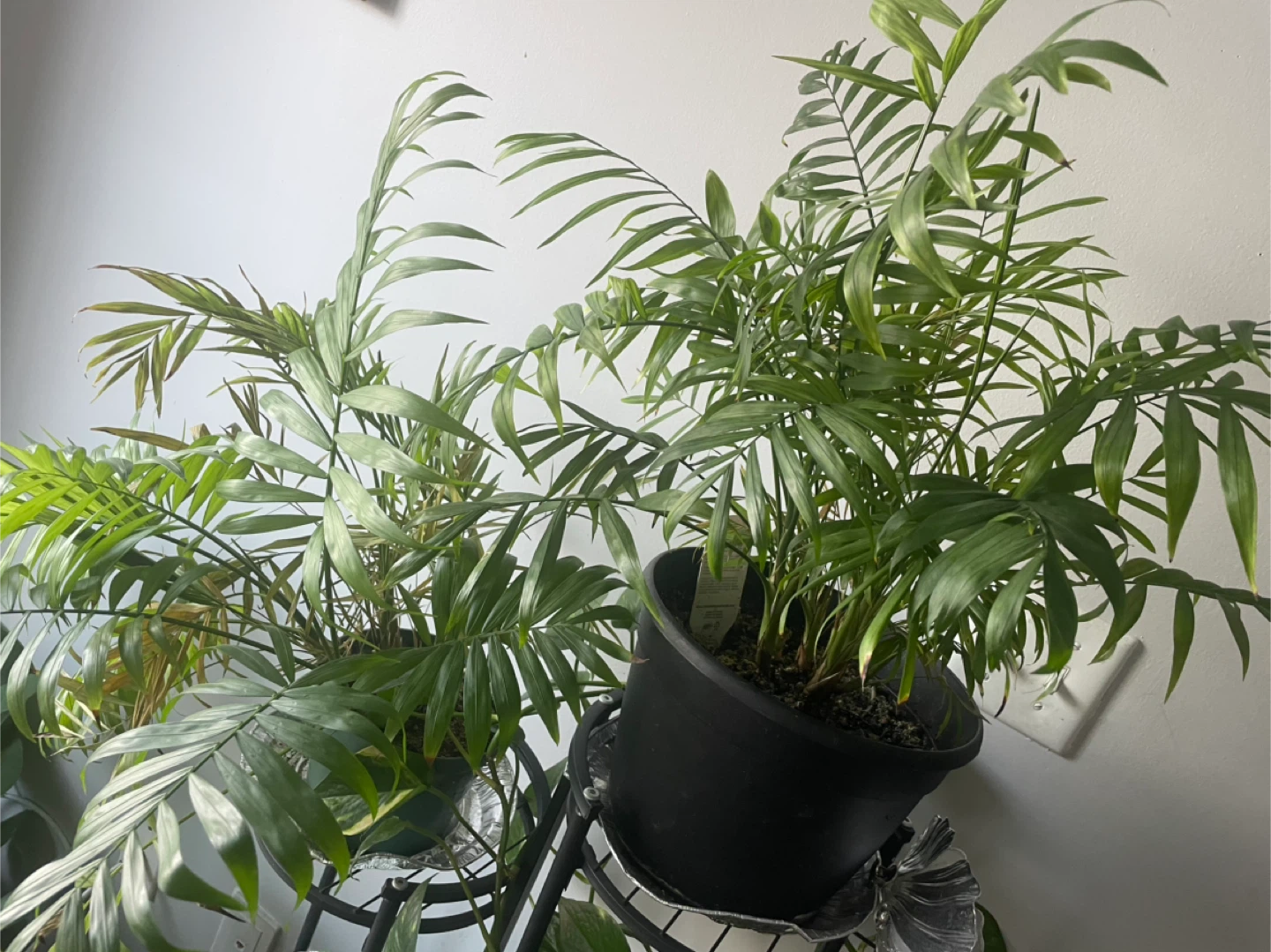 Parlor Palm Plant - photo 3