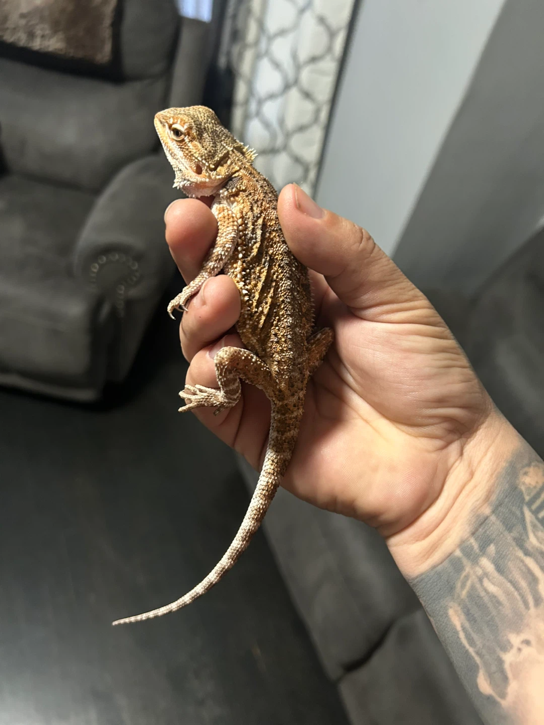 Bearded Dragon Lizard & Tank Setup - photo 3
