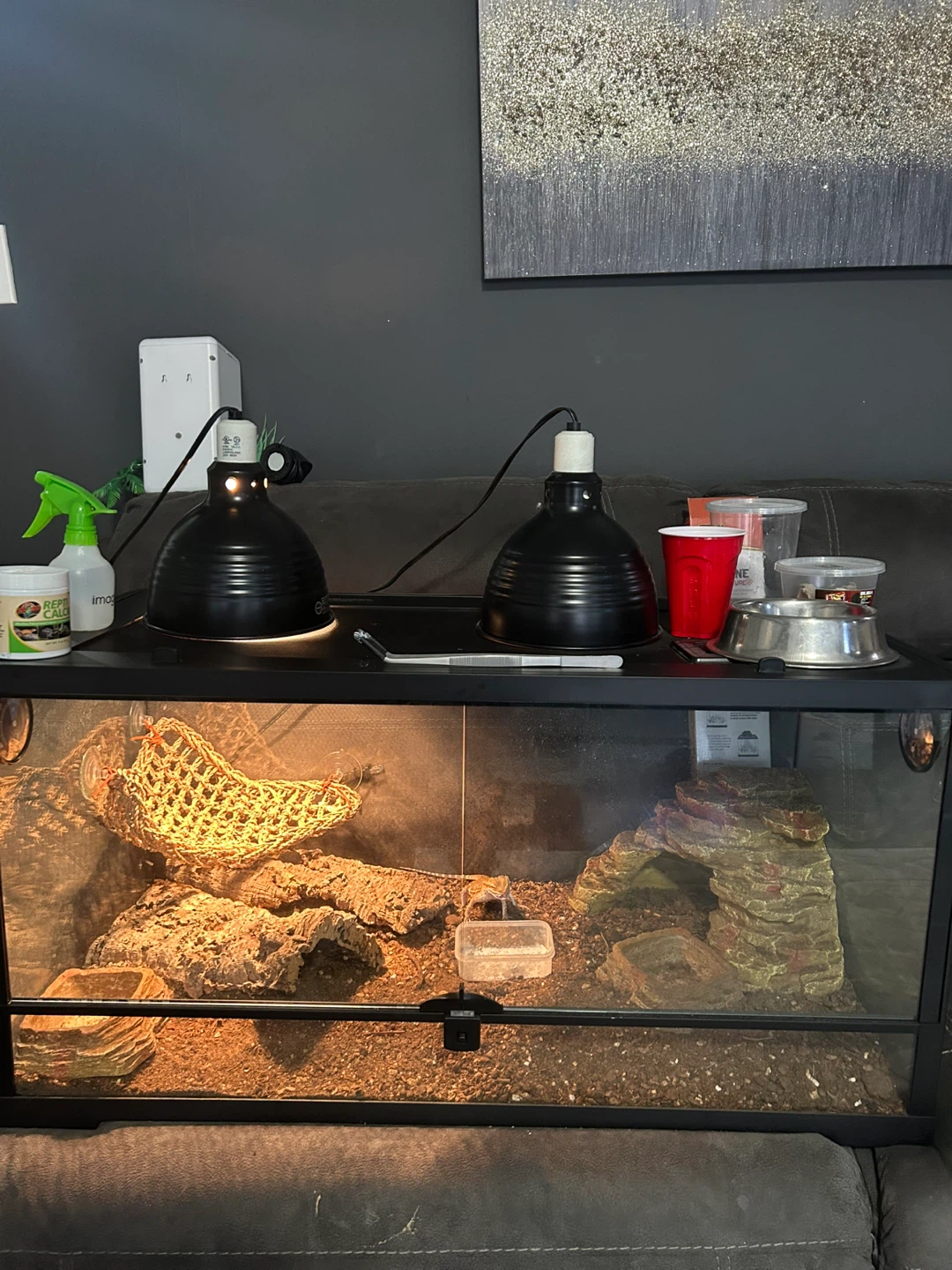 Bearded Dragon Lizard & Tank Setup - photo 4