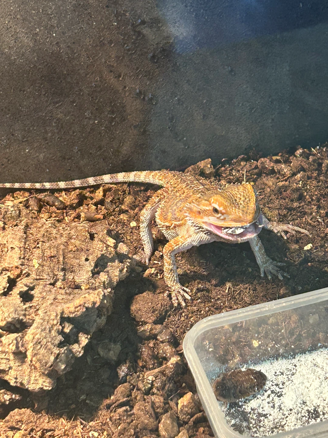 Bearded Dragon Lizard & Tank Setup - photo 2