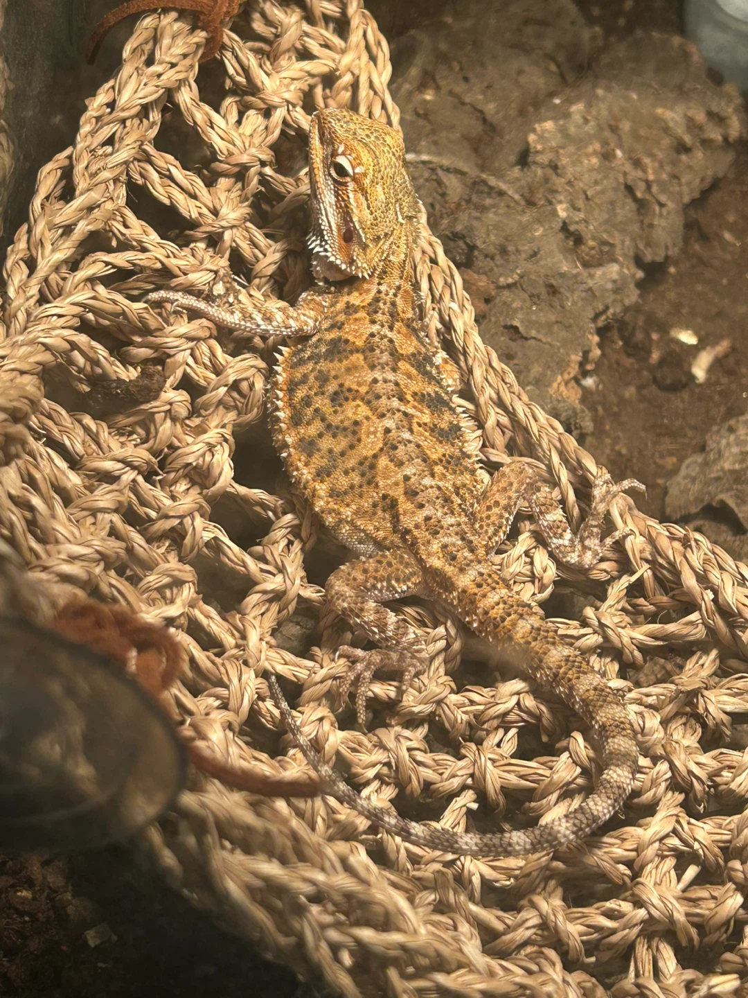 Bearded Dragon Lizard & Tank Setup