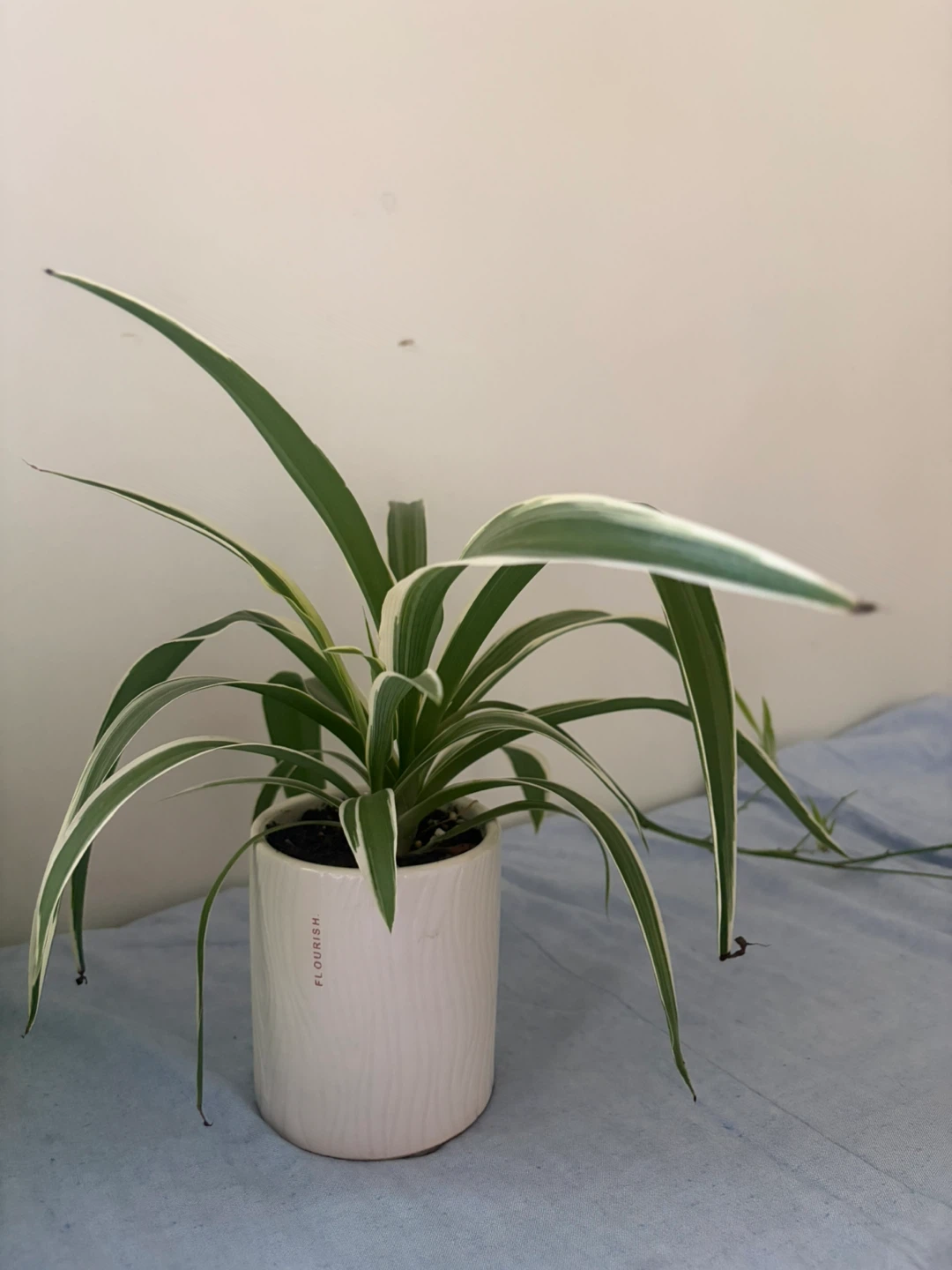 Spider Plant in White ‘Flourish’ Pot