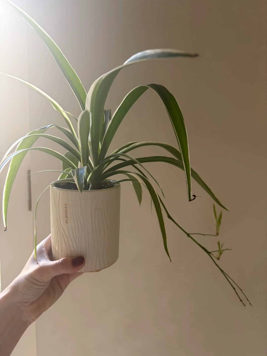Spider Plant in White ‘Flourish’ Pot - photo 2