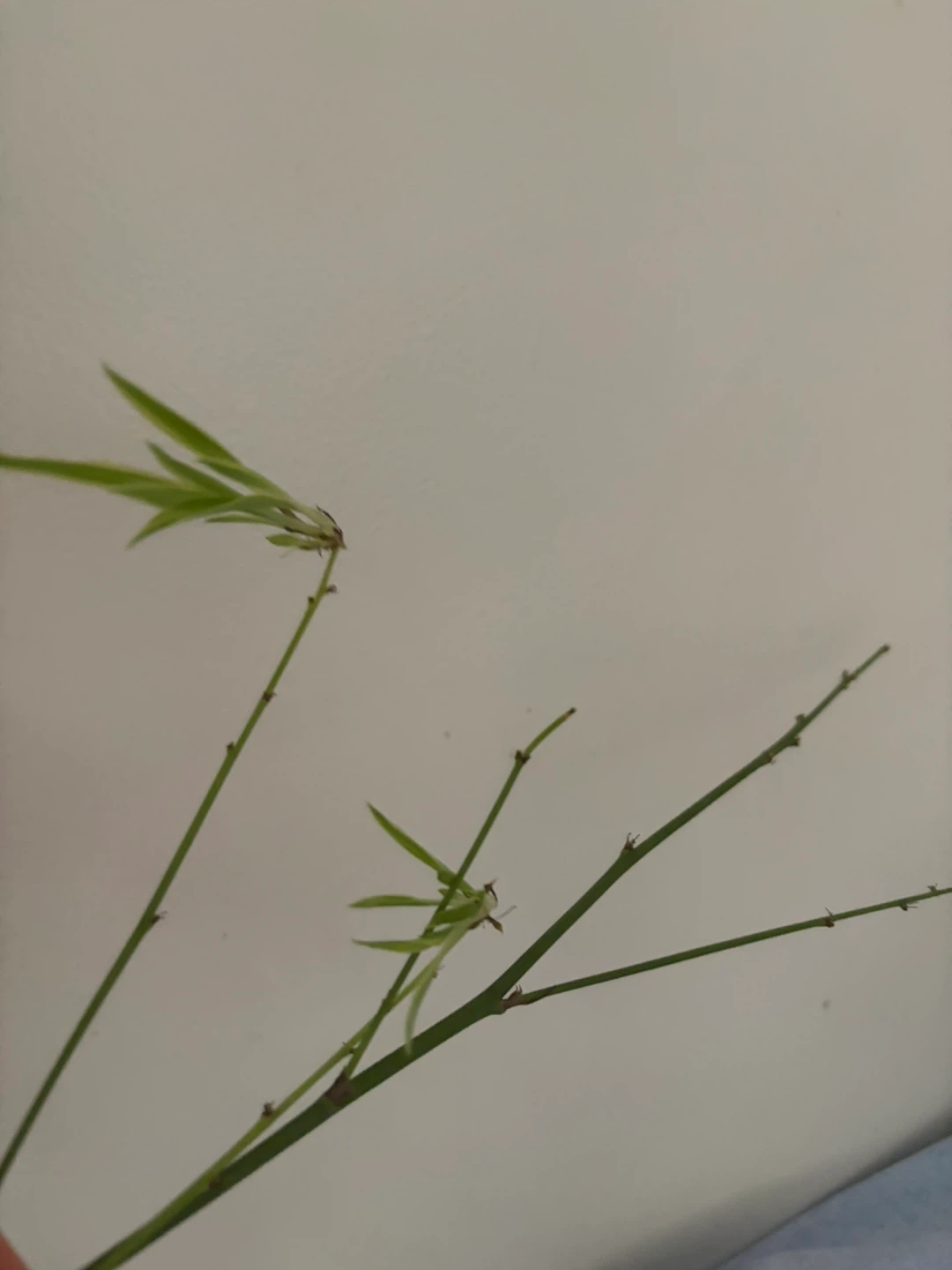 Spider Plant in White ‘Flourish’ Pot - photo 3