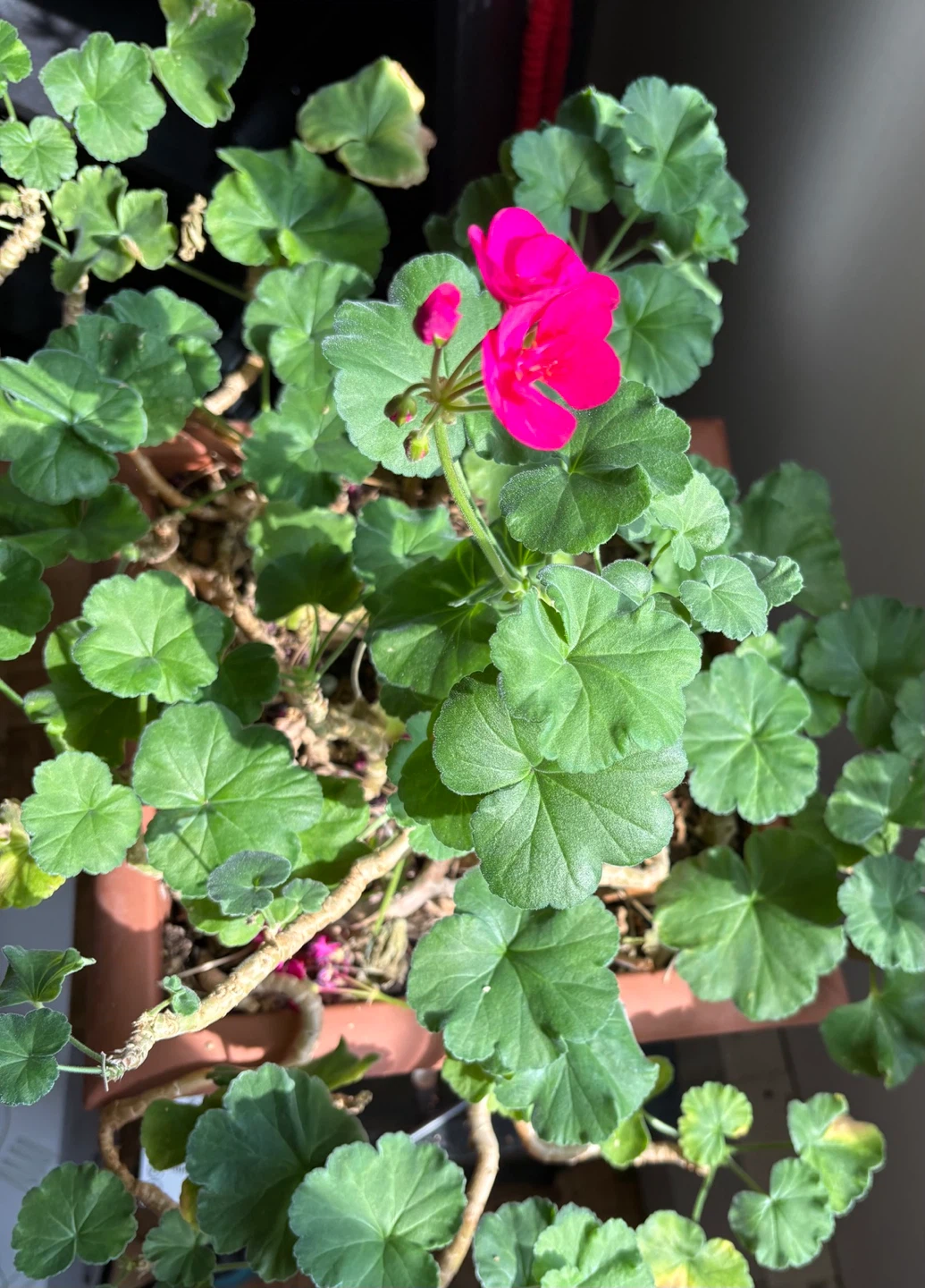 Free Flowering Geranium 🌸 (Weekday Morning Pickup) - photo 3