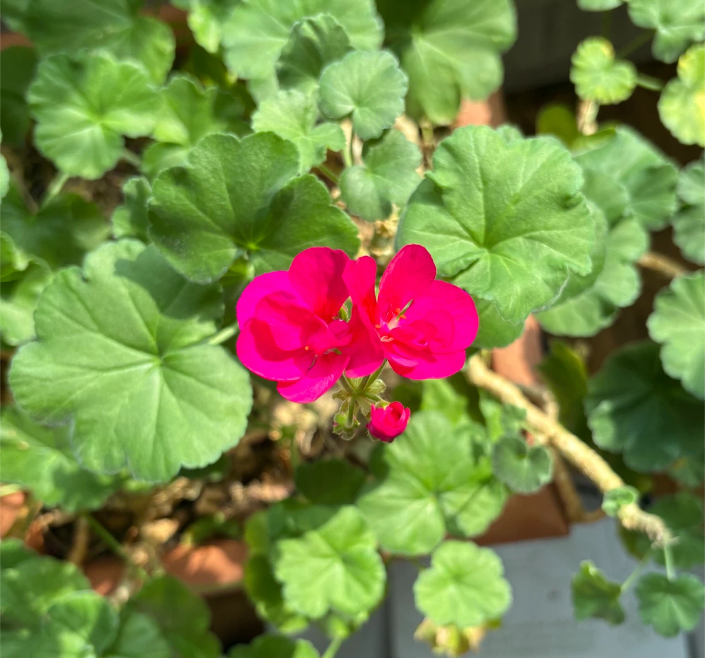 Free Flowering Geranium 🌸 (Weekday Morning Pickup) - photo 2