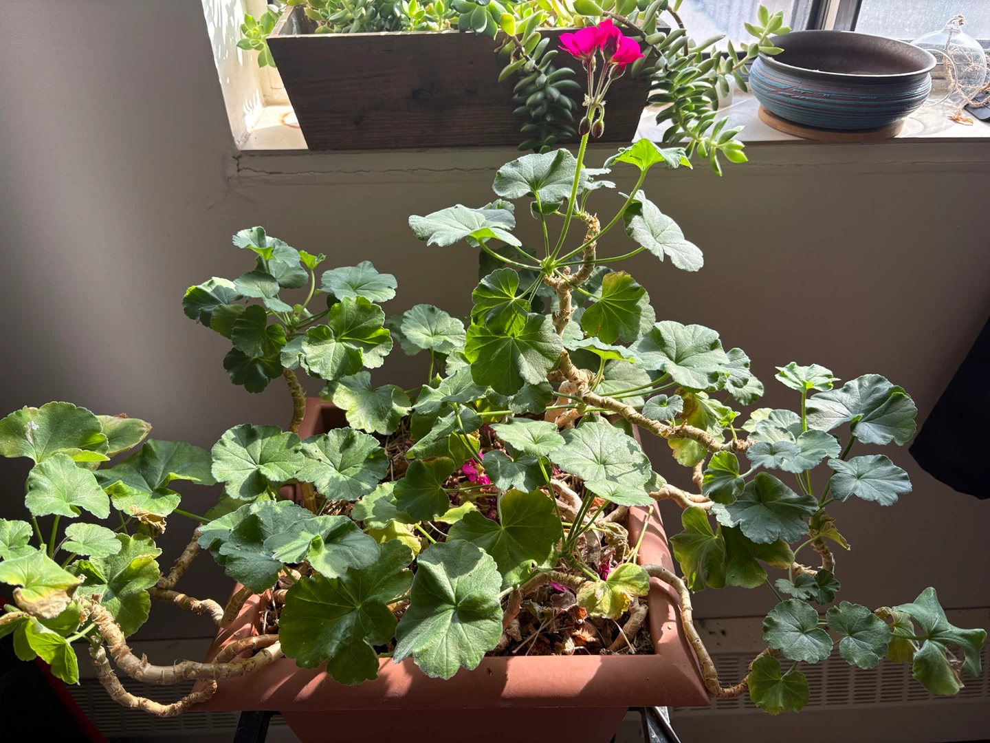 Free Flowering Geranium 🌸 (Weekday Morning Pickup)