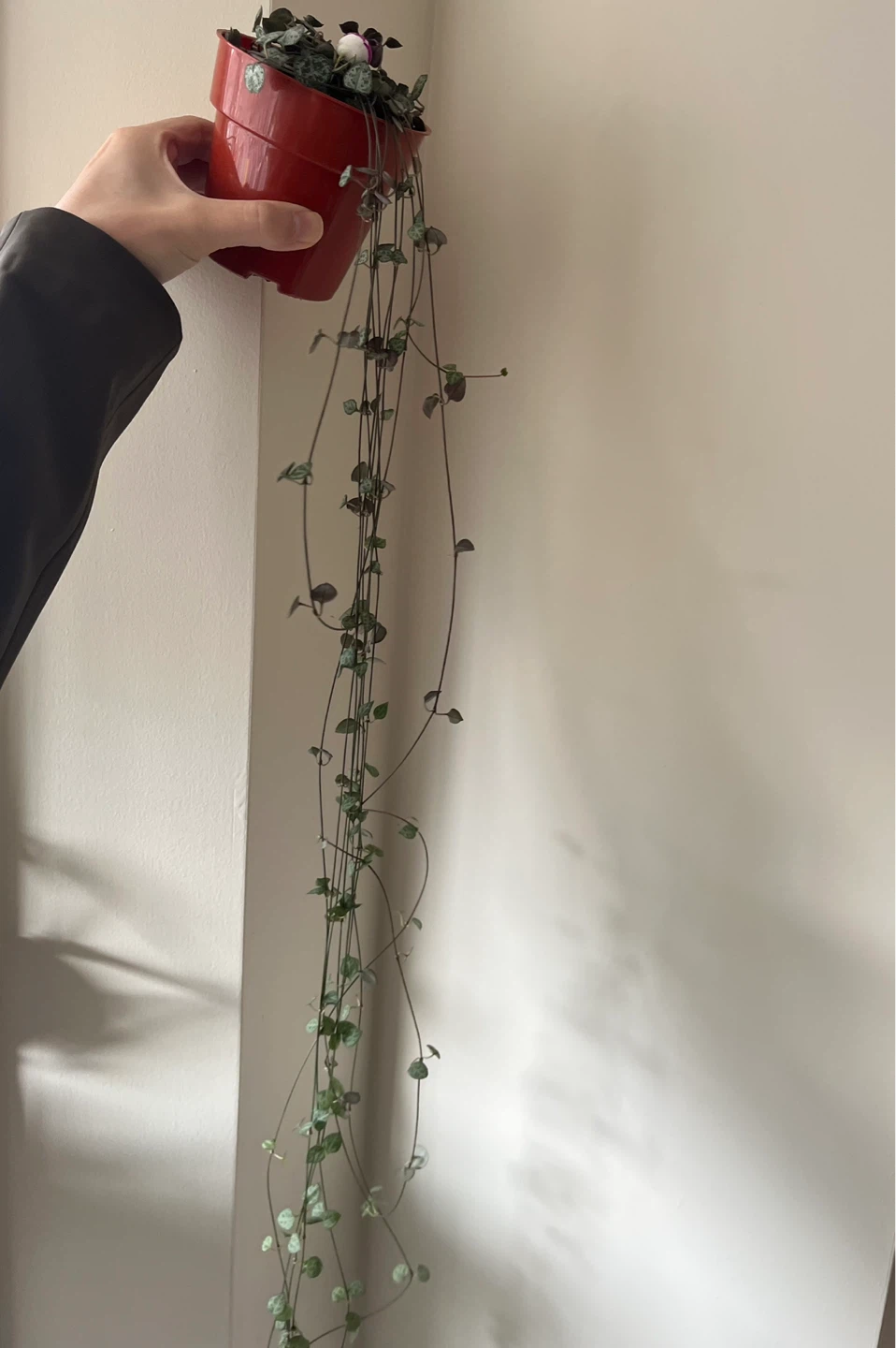 String of Hearts Plant in 4” pot