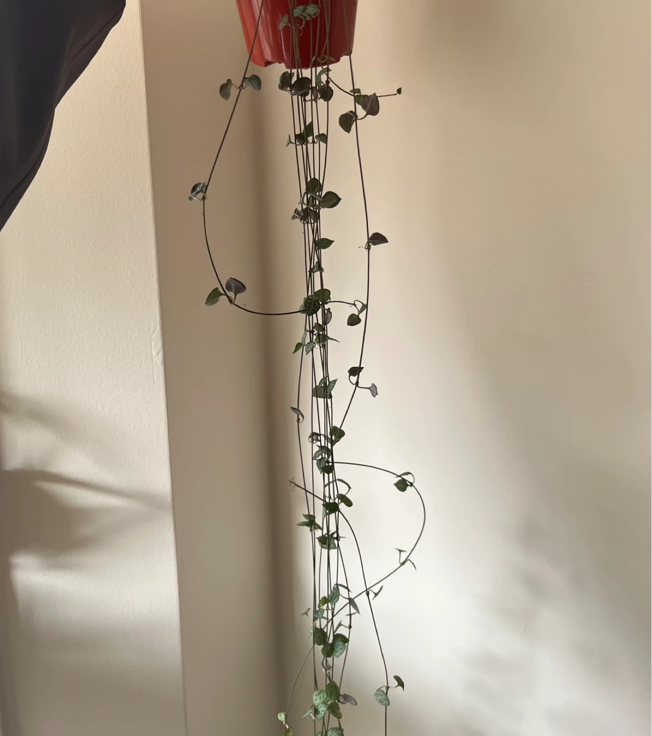 String of Hearts Plant in 4” pot - photo 2
