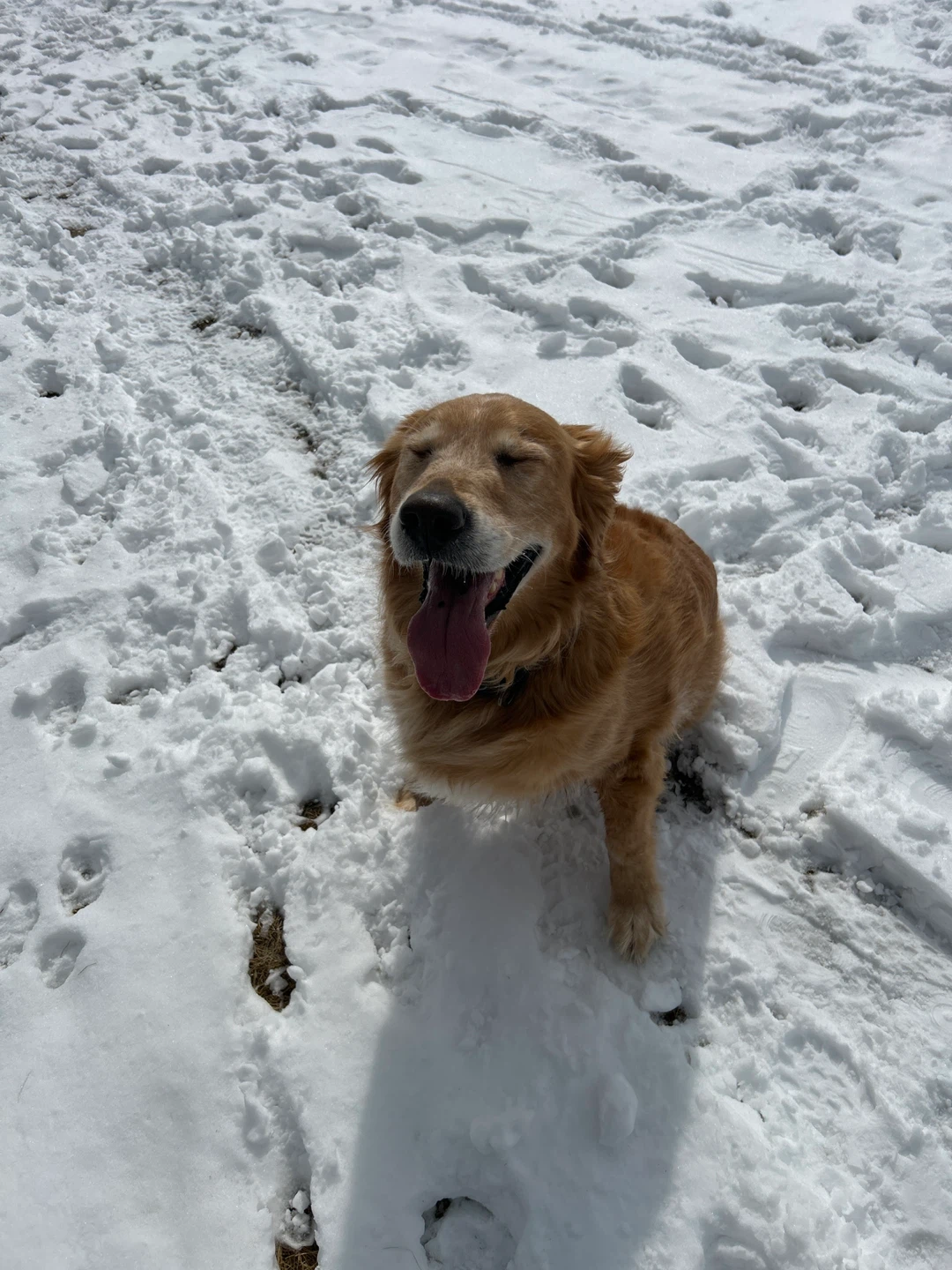 Local Dog Walking Service - Teens Available - photo 2
