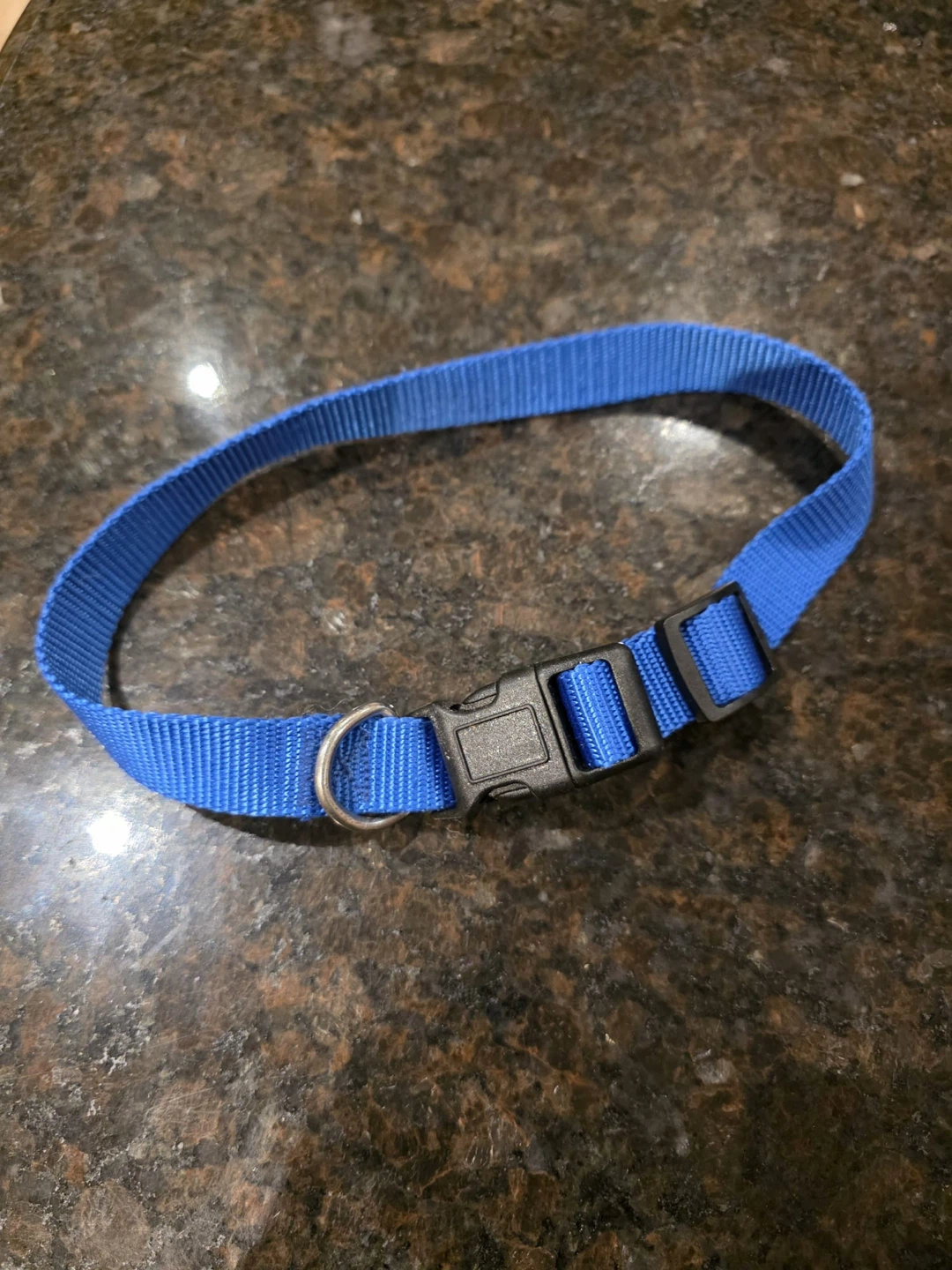 Blue Nylon Dog Collar with Buckle