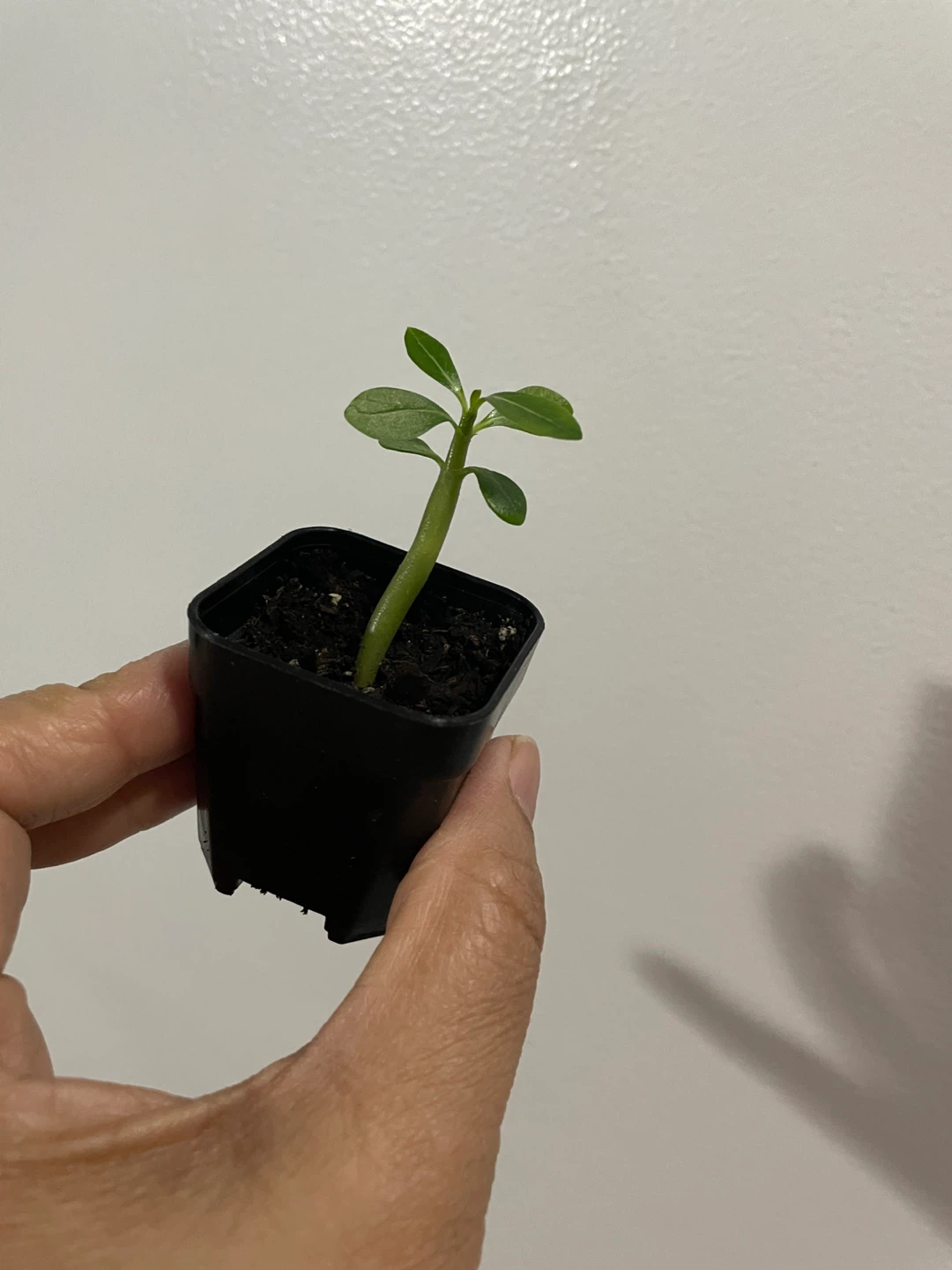 Adenium/ Desert rose