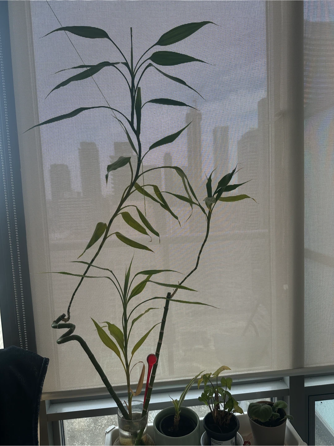 2 feet Lucky Bamboo Plant