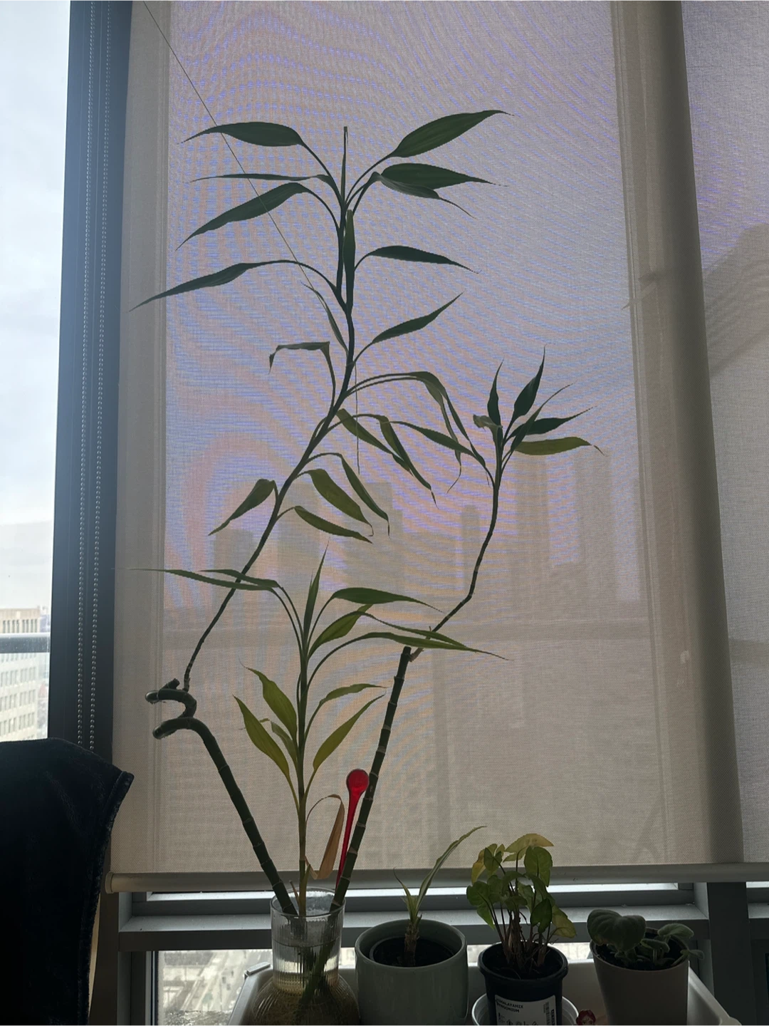 2 feet Lucky Bamboo Plant - photo 3