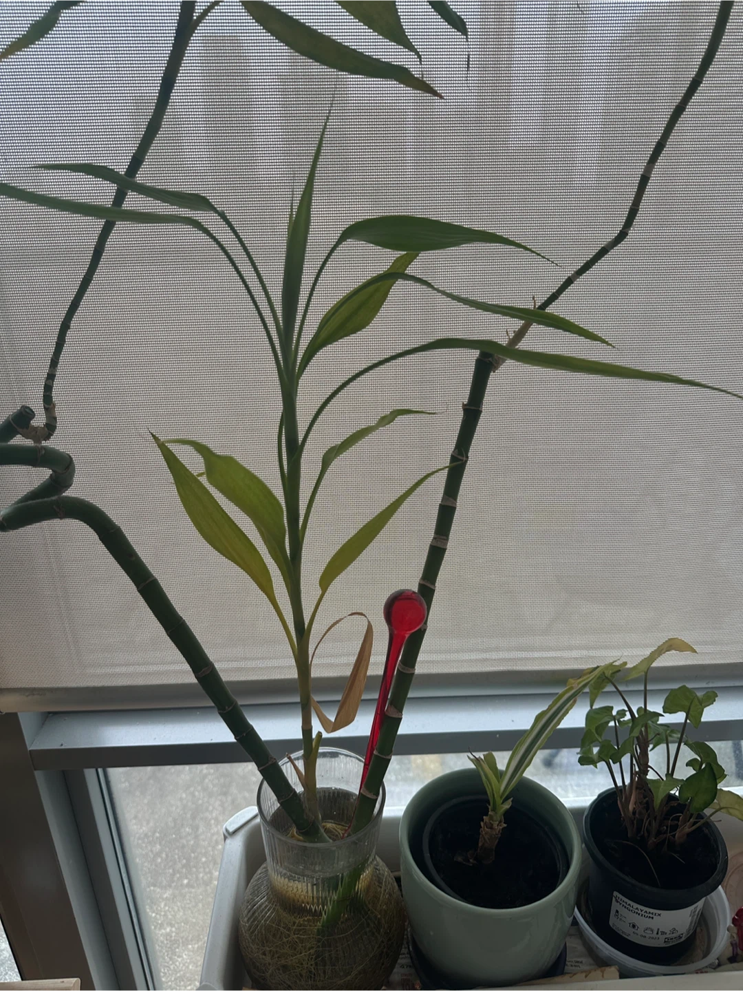 2 feet Lucky Bamboo Plant - photo 2