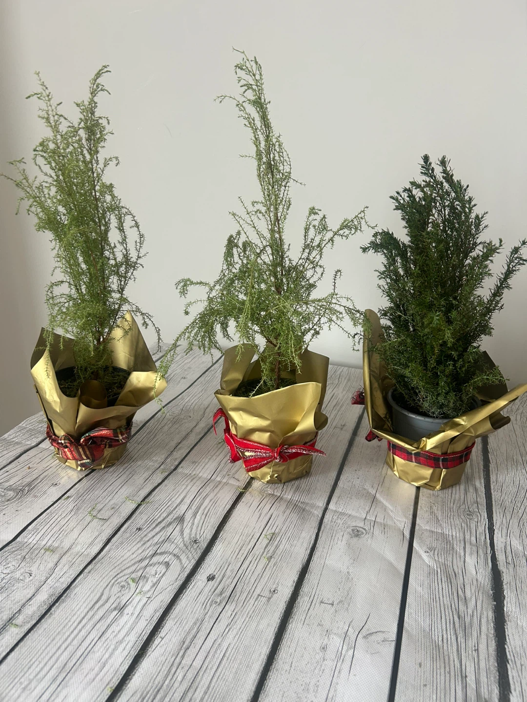 Three Small Potted Christmas Trees plant( make an offer)