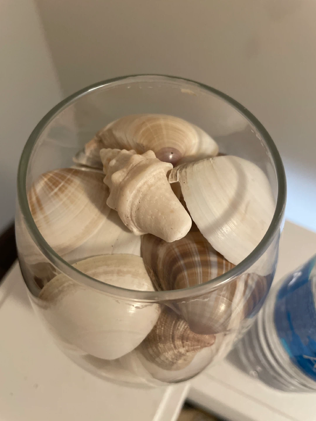 Decorative Seashells in Glass Vase - photo 3